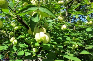 Staphylea pinnata